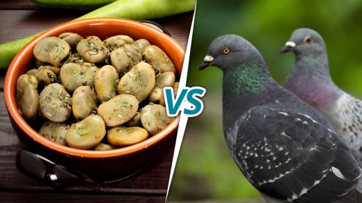 Una fava o due piccioni?