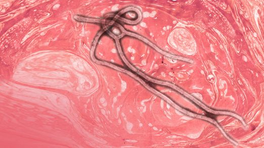 Il virus Ebola può minacciare le nostre vite?