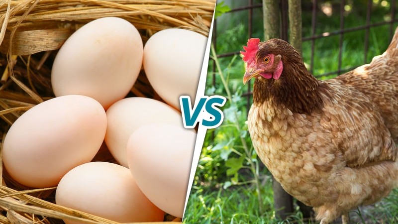 Un uovo oggi o una gallina domani?